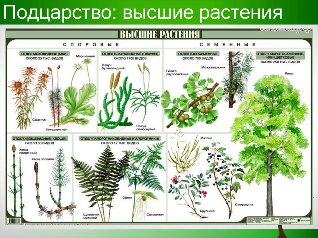 60. Биотические факторы. Формы биотических отношений: мутуализм, комменсализм, "