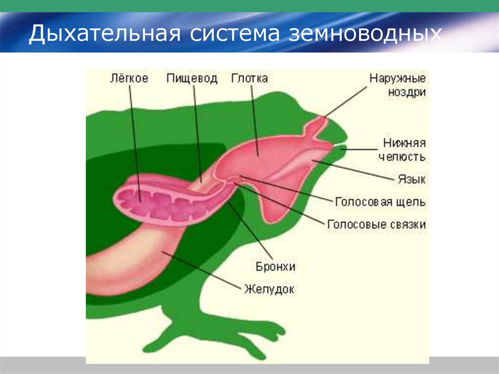 Газообмен птиц