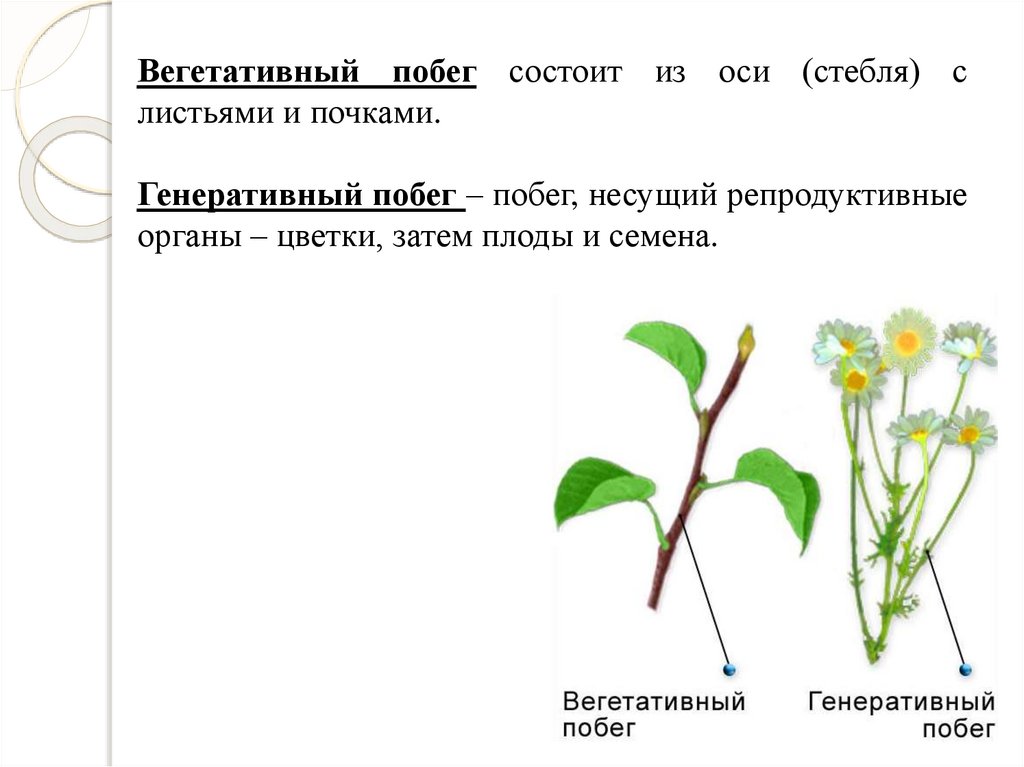 5 стеблей. Вегетативное побег строение стебля. Вегетативный побег древесного растения. Вегетативные и генеративные побеги. Строение вегетативного побега.