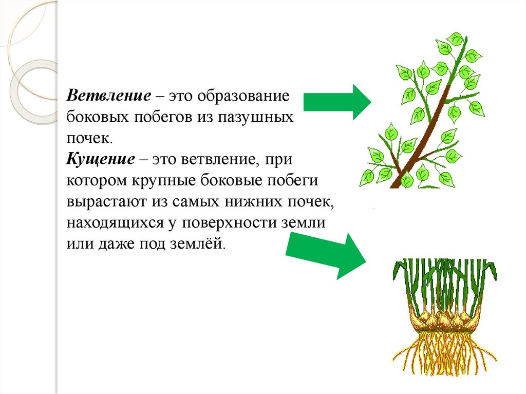 Где боковая почка у растений. Ветвление и кущение побегов. Кущение злаков. Кущение побега. Ветвление стебля.