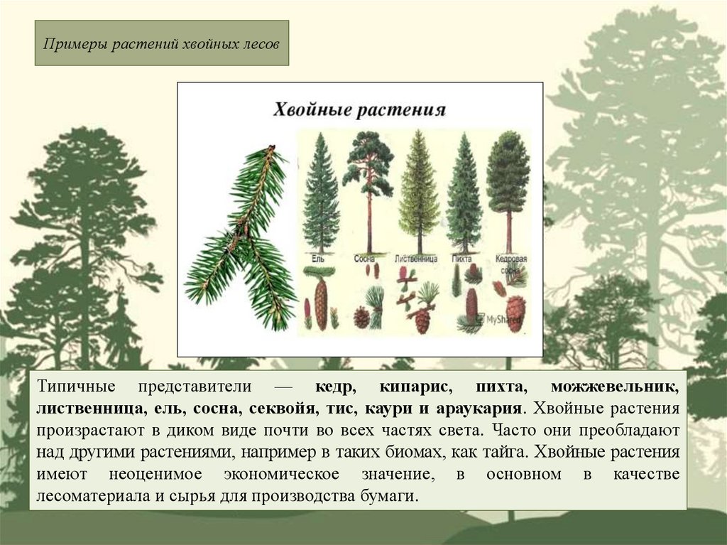 Три примера хвойных. Хвойные леса почва. Лес биология особенности. Отношение к почве у сосны. Почва елового леса таблица биология 7 класс.
