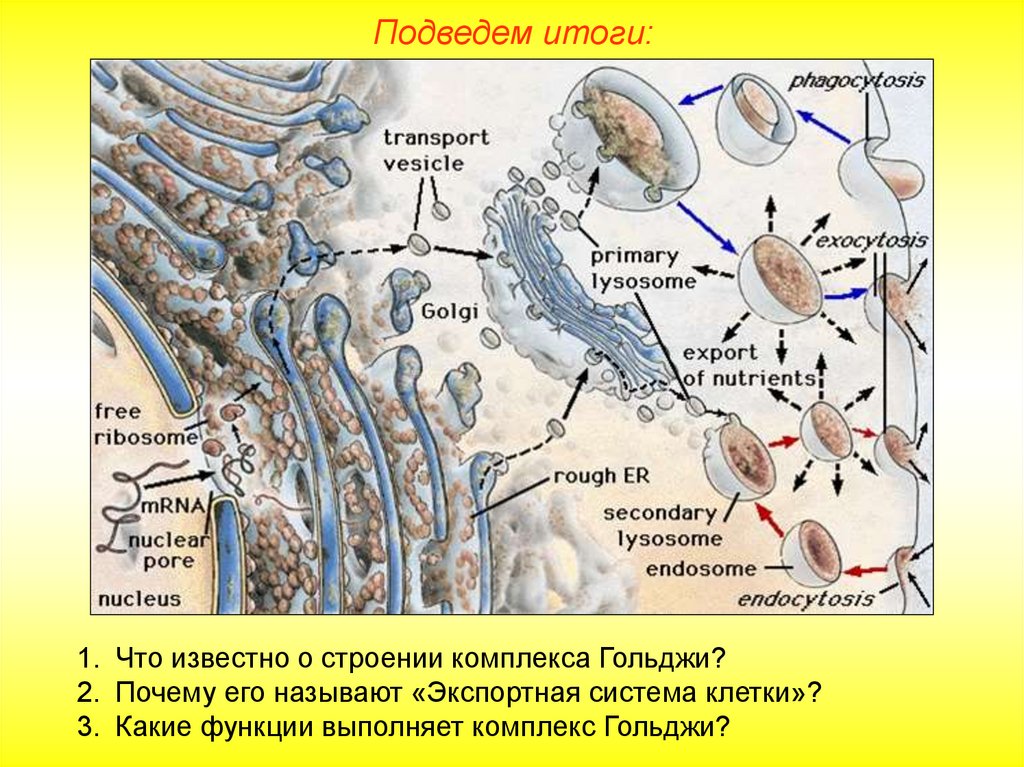 Одномембранные органоиды презентация