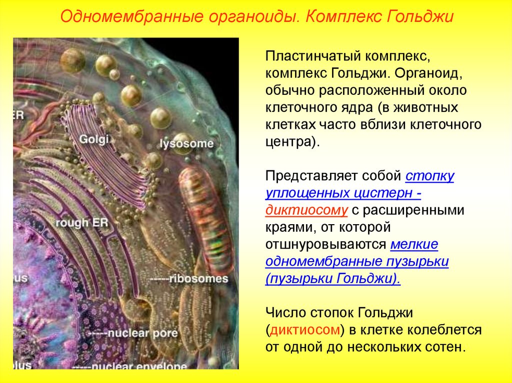 Одномембранные клетки. Комплекс Гольджи в секреторных клетках. Комплекс (аппарат) Гольджи (одномембранный органоид). Функции органоидов клетки комплекс Гольджи. Комплекс Гольджи (пластинчатый комплекс).