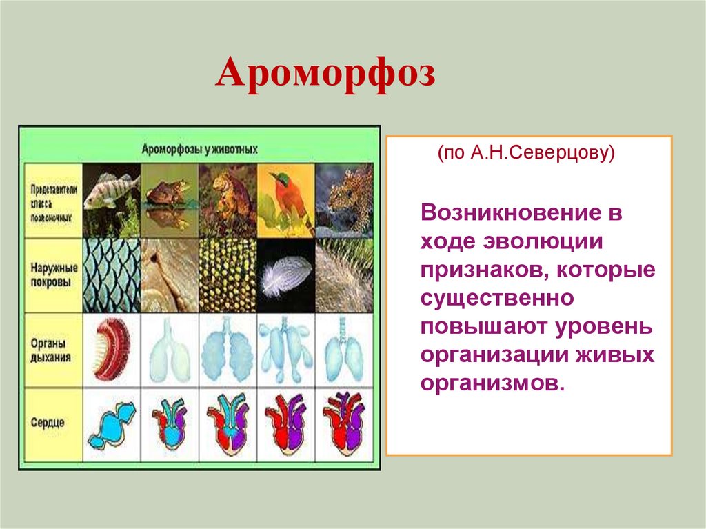 Последовательность появления организмов в эволюции