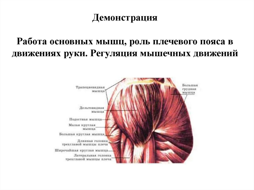 Роль мышц в движении. Движение мышц. Роль плечевого пояса. Мышцы спины и плечевого пояса. Основные мышцы рук.