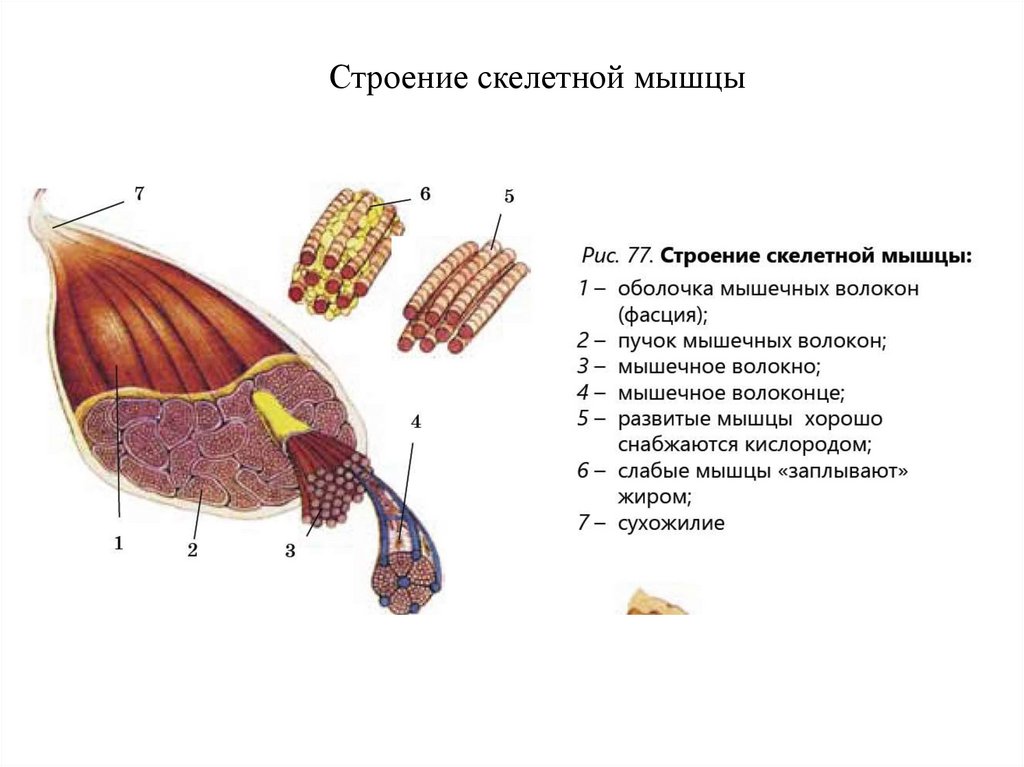 Каково строение скелетной мышцы