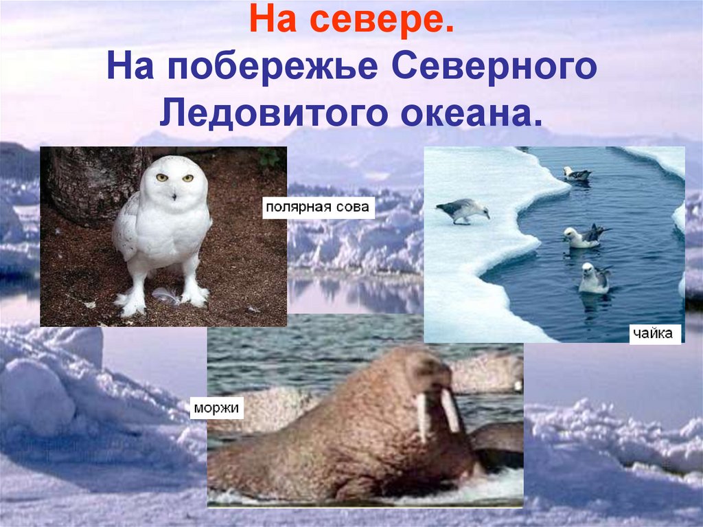 На севере. На побережье Северного Ледовитого океана.