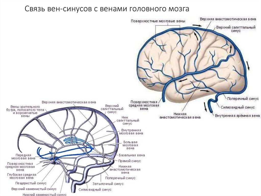 Венозные синусы анатомия