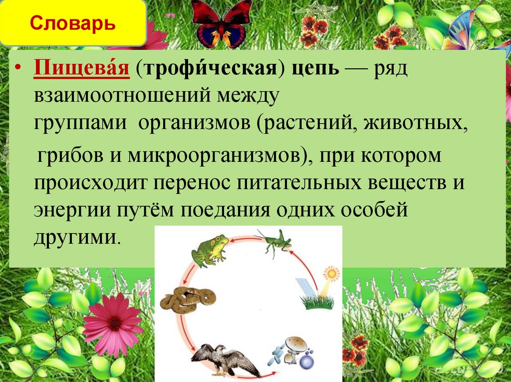 Растения в природных сообществах растения и человек. Взаимосвязь растений и животных. Взаимодействие между растениями и животными. Взаимоотношения между растениями и животными. Взаимосвязь между растениями и животными.
