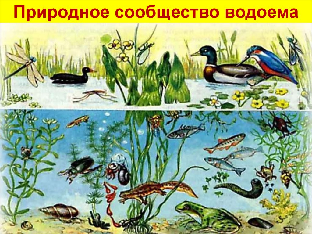 Презентация природные сообщества пруд. Природные сообщества. Природное сообщество плакат. Природные сообщества и их обитатели. Рисунок на тему природное сообщество.