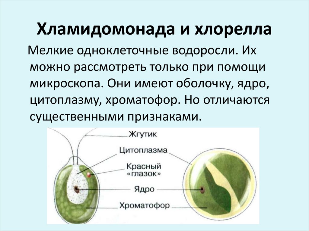 Общая характеристика одноклеточных водорослей. Хлорелла водоросль описание.