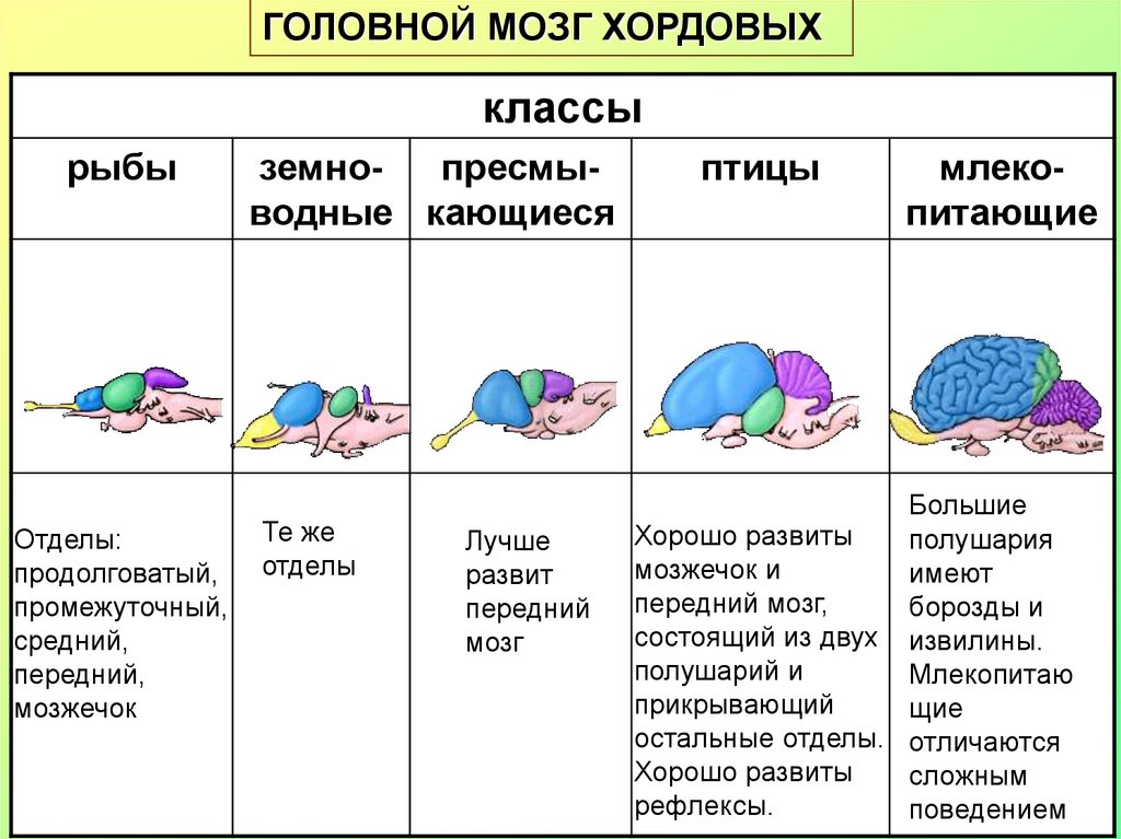 Эволюция головного мозга рыб. Таблица сравнения строение головного мозга позвоночных. Сравнение головного мозга хордовых животных. Сравнение головного мозга хордовых таблица. Строение головного мозга позвоночных таблица.