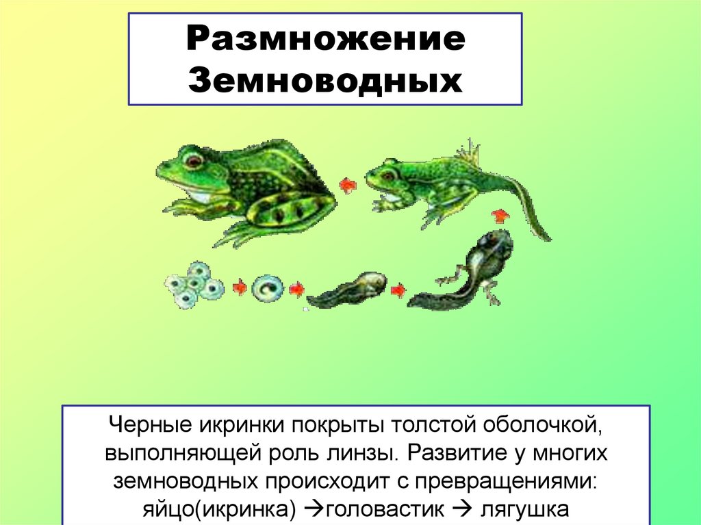 Земноводные размножаются откладывая. Размножение земноводных кратко таблица. Размножение и развитие система земноводных. Размножение и оплодотворение земноводных. Размножение лягушек 7 класс.