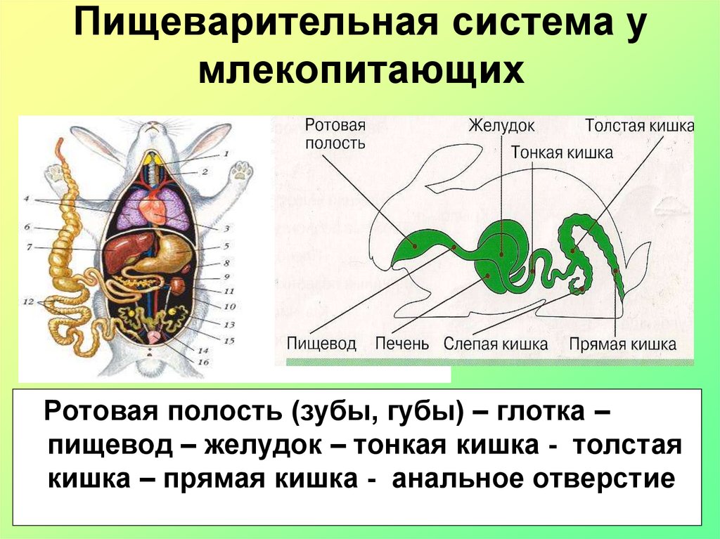 Нервная система млекопитающих 8 класс. Пищеварительная система млекопитающих. Пищеварительная система млекопитающих схема. Строение пищеварительной системы млекопитающих. Строение пищеварительной системы млекопитающих таблица.