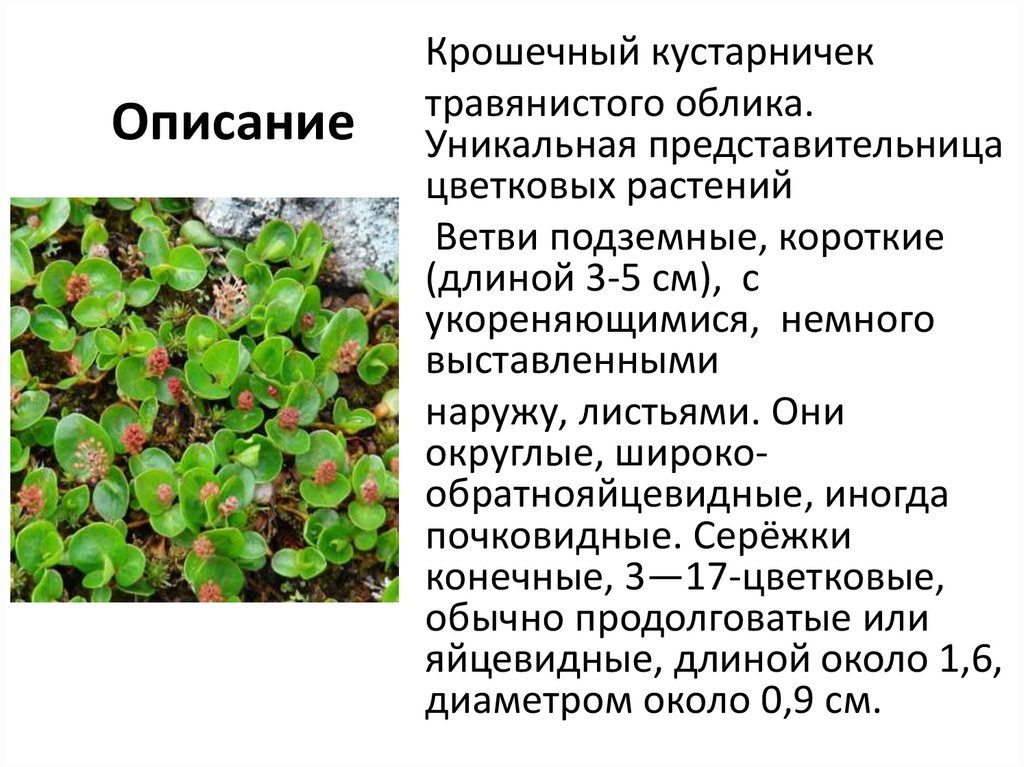 Полярная ива - online presentation
