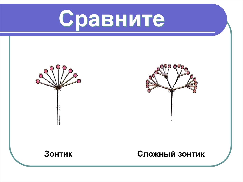 У каких растений зонтик. Соцветия 6 класс биология зонтик. Строение соцветия зонтик. Соцветие сложный зонтик биология 6 класс. Соцветие сложный зонтик биология схема.