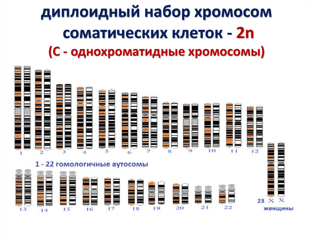 Образование четырех клеток образование однохроматидных хромосом. Однохроматидные хромосомы. Двойной набор однохроматидных хромосом. 4 Гаплоидные клеток с однохроматидными.