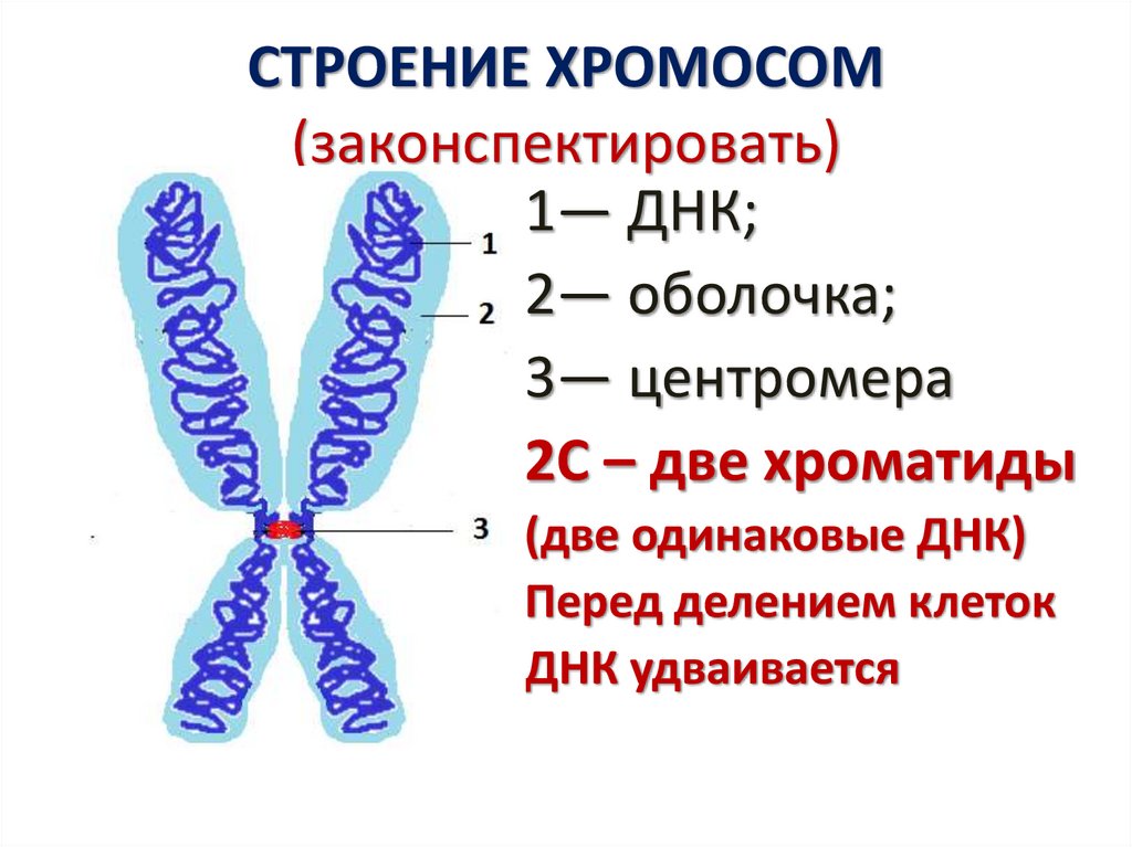 Строение хромосомы. Ядрышковые организаторы хромосомы. Строение хромосомы собаки. Строение хромосомы без подписей.