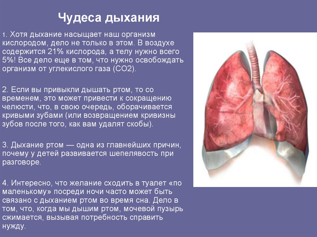 Насыщенные легких кислородом. Интересные факты о дыхательной системе. Интересные факты об органах дыхания. Интересные факты о дыхательной системе человека.