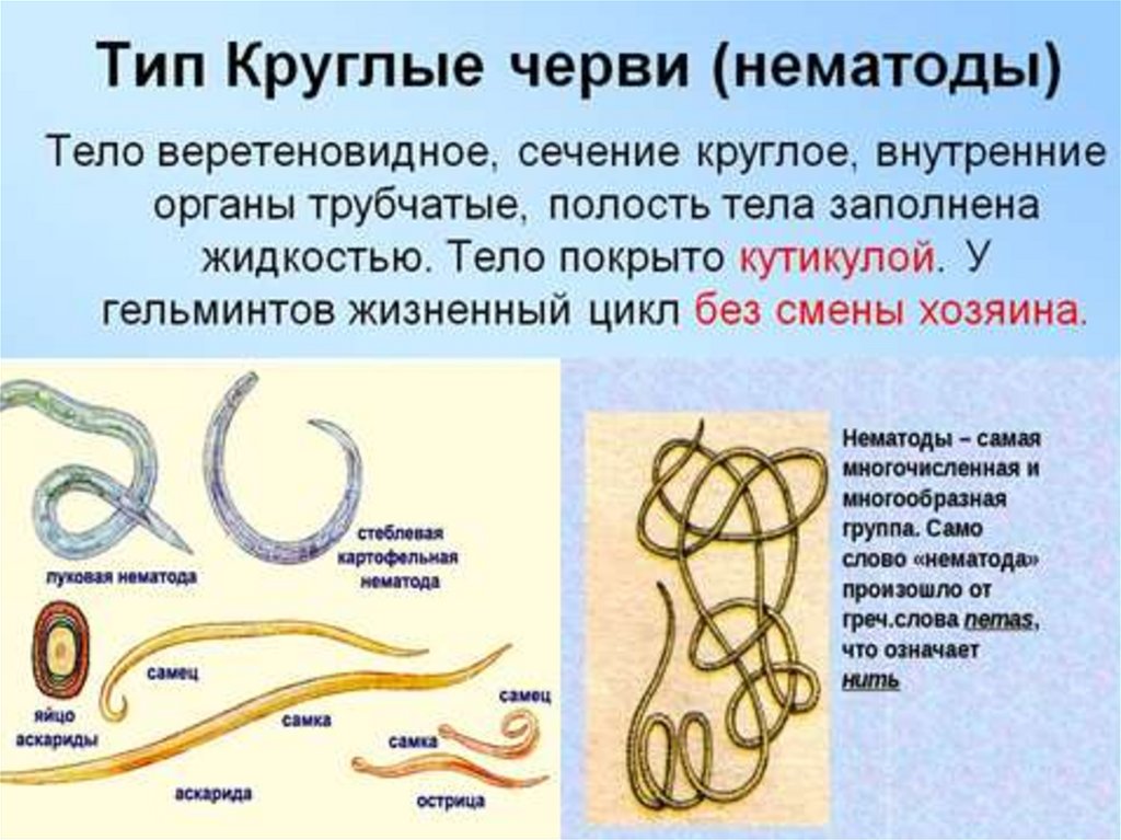 Круглые черви суждения. Тип круглые черви дыхание. Круглые черви паразиты человека таблица. Круглые черви виды выделения.