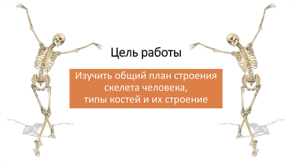 Тест по анатомии скелет. Тест по анатомии скелет