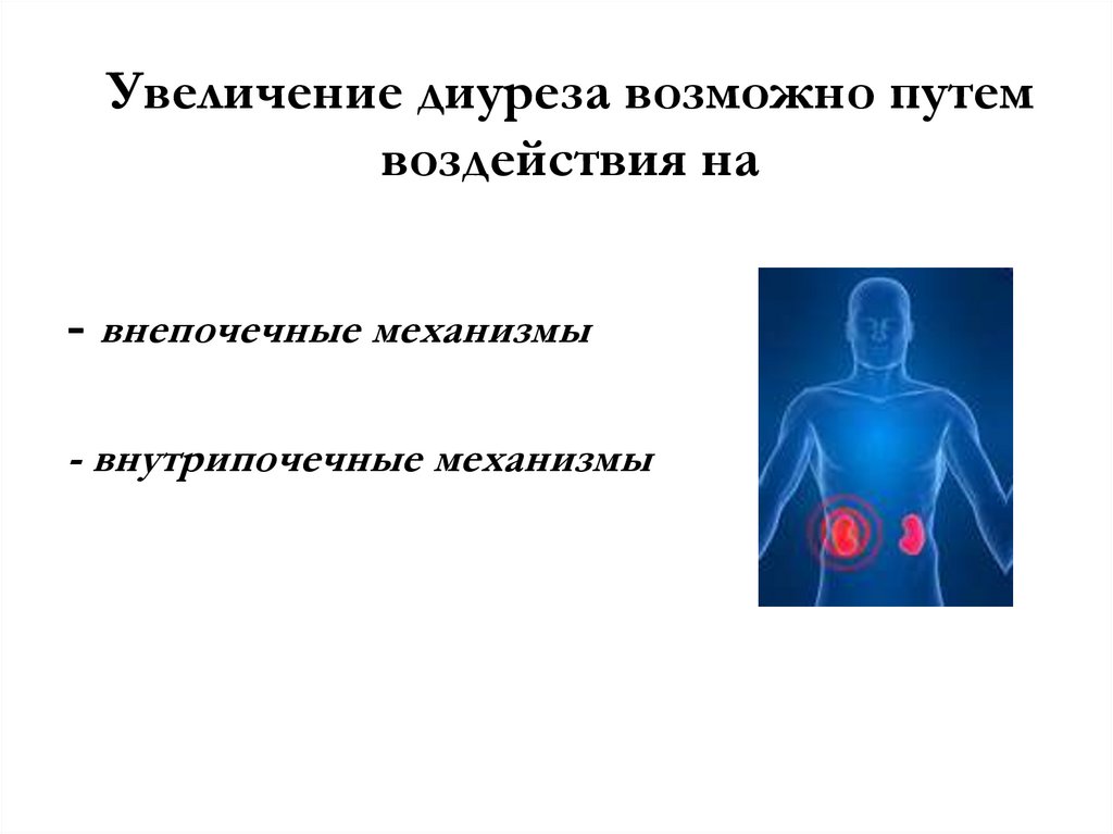 Увеличение диуреза. Усиление диуреза. Механизмы диуреза. Факторы влияющие на диурез.