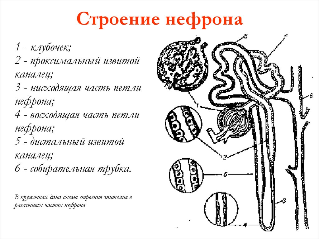 Где находятся капсулы нефрона. Схема эволюции нефрона. Схема строения нефрона. Нефрон анатомия. Строение нефрона анатомия.