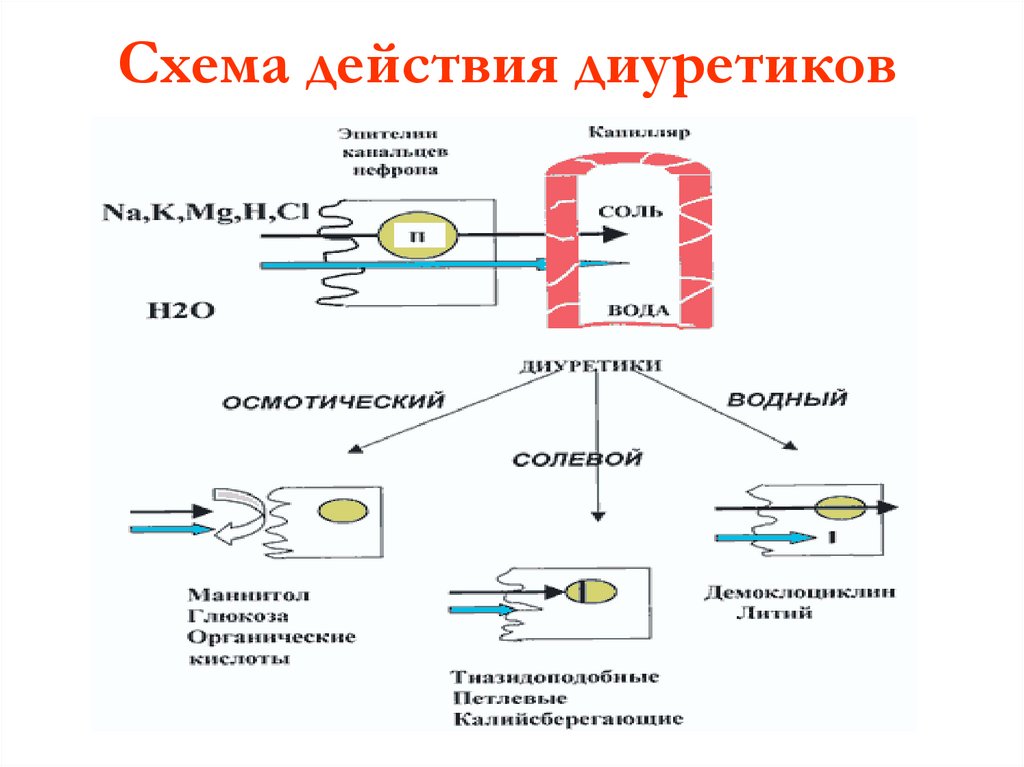 Точки приложения диуретиков схема