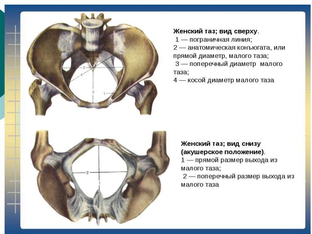 Прямой размер. Границы плоскости входа в малый таз. Поперечный диаметр входа в малый таз. Анатомия женского таза в акушерстве. Размеры плоскости входа в малый таз.