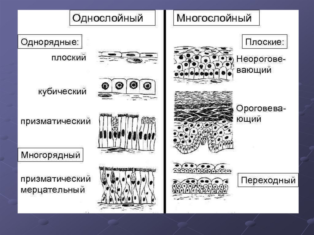 Клетки эпителиальной ткани виды. Тип эпителиальной ткани разновидности. Схема эпителий однослойный многослойный. Многослойный плоский эпителий Тип ткани. Ороговевающий однослойный эпителий функции.