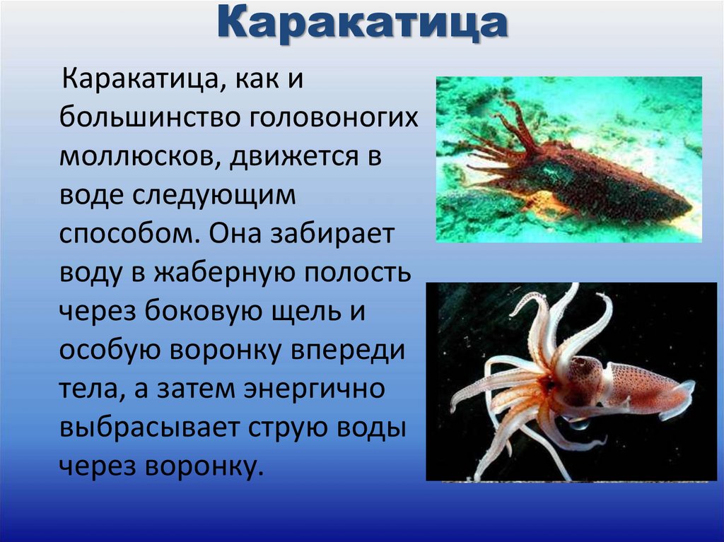 Передвижение головоногих. Головоногие моллюски реактивное движение. Реактивное движение в природе каракатица. Головоногие моллюски каракатица. Каракатица строение.