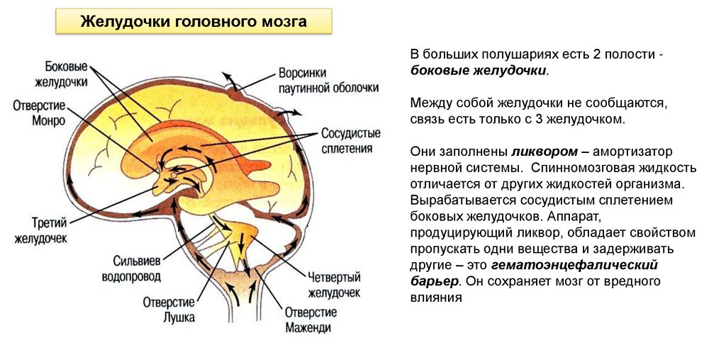 Функциональная анатомия периферической нервной системы презентация