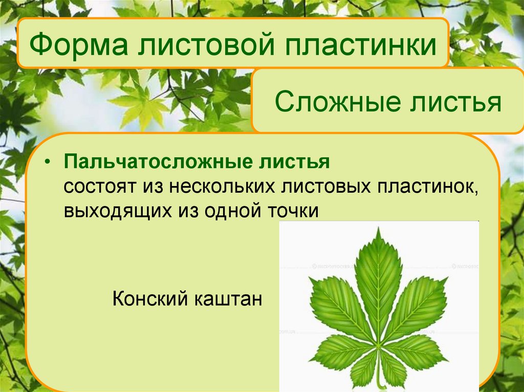 Строение сложного листа