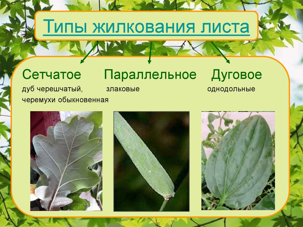 Лист и листорасположение 6 класс презентация. Лист и листорасположение 6 класс презентация