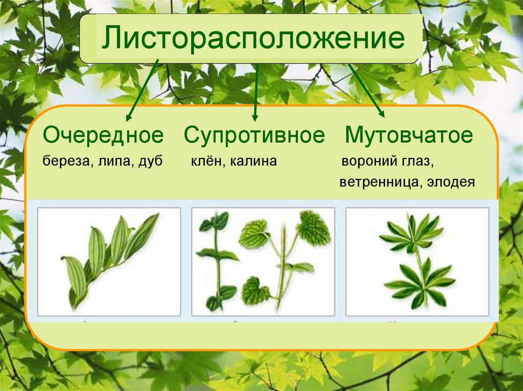 Листорасположение примулы. Супротивное листорасположение характерно для. Очередное листорасположение. Листорасположение березы. Листорасположение клена.