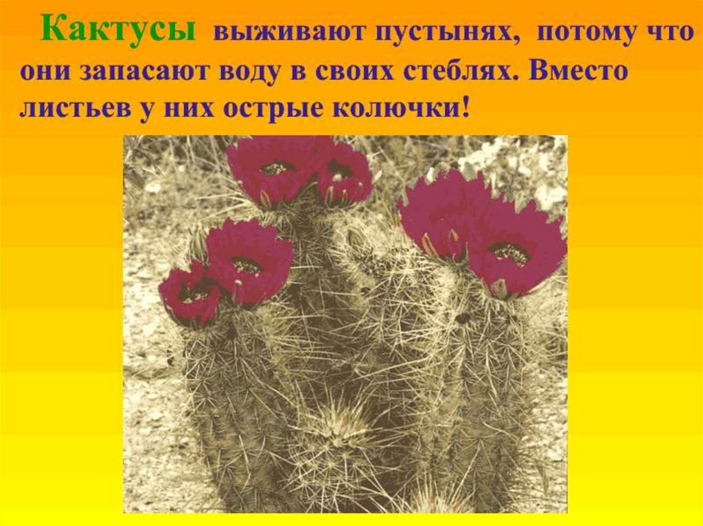 Все особенности присущие растениям пустынь. Растения пустыни 4 класс. Растения пустынь 4 класс. Растения пустыни презентация. Растительный мир пустыни Кактус.