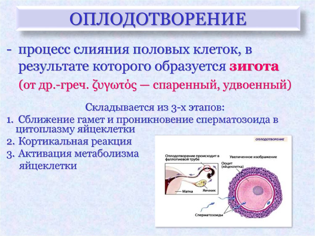 Выявление в биоматериале ДНК цитомегаловируса (CMV) в Санкт-Петербурге