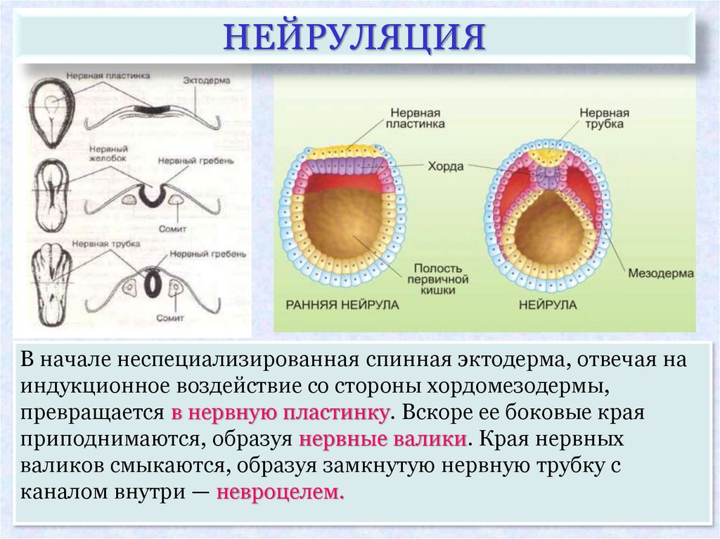 Мышечная ткань в процессе эмбрионального развития образуется