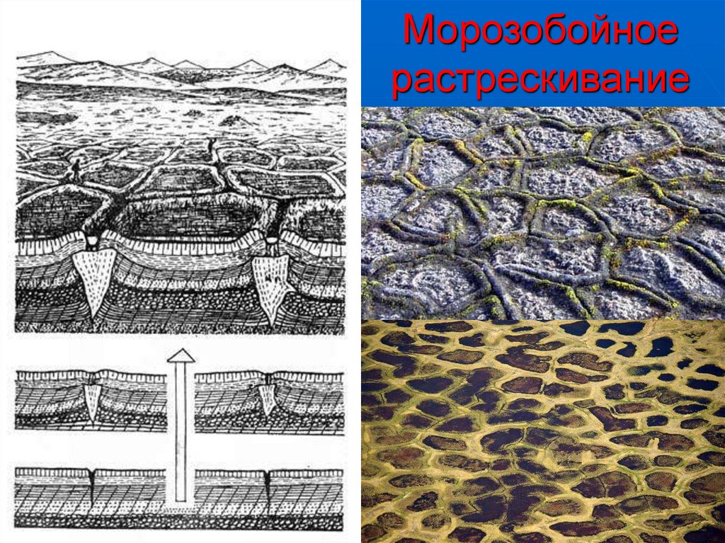 Какие рельефы созданы многолетней мерзлотой. Морозобойное растрескивание грунтов. Морозобойные трещины рельеф. Криогенное (морозобойное) растрескивание грунтов. Криогенный рельеф морозобойного растрескивания.