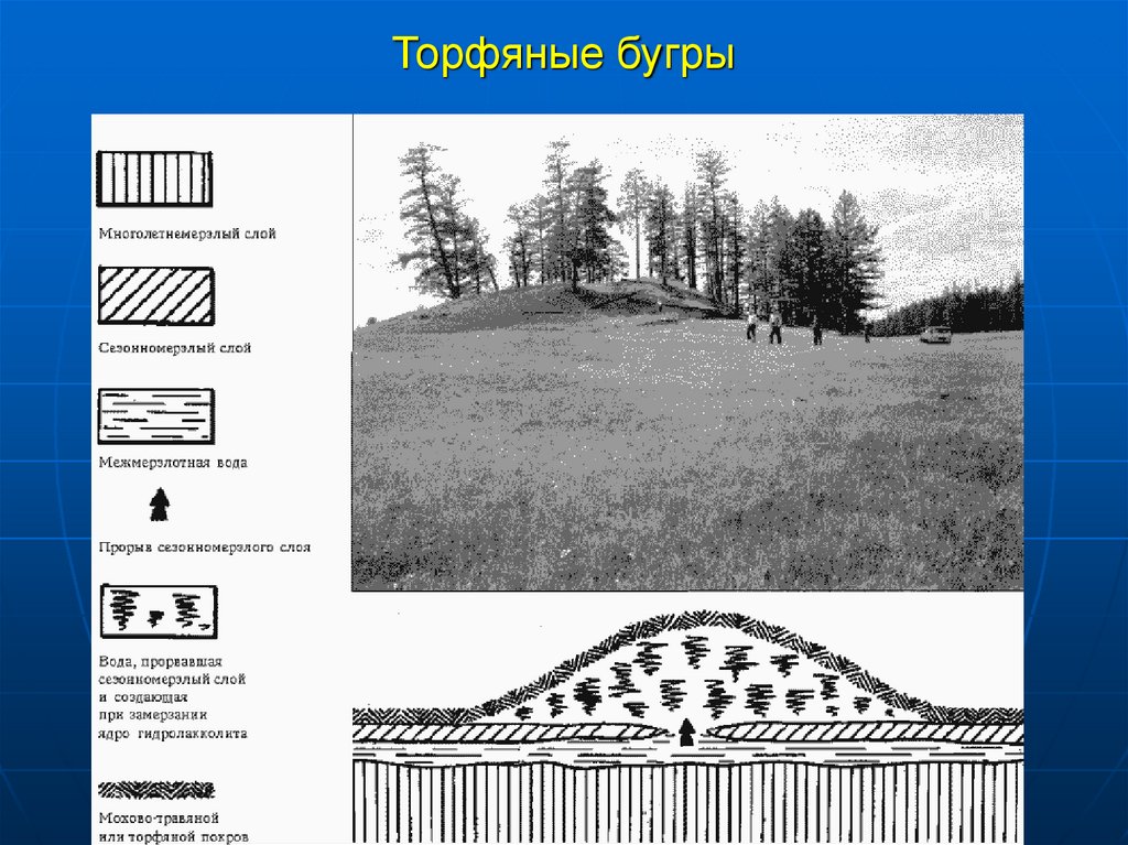 Какие формы рельефа созданы многолетней мерзлотой. Торфяные Бугры пучения. Торфяные Бугры пучения формы рельефа. Мерзлотные формы рельефа схема. Бугры пучения схема.