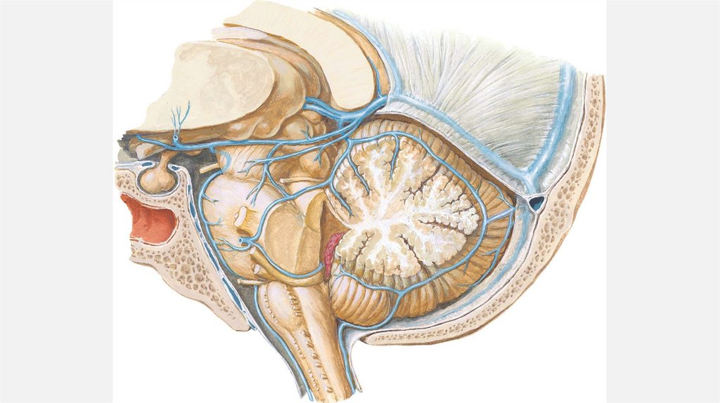Сосуды и нервы головного мозга - презентация онлайн