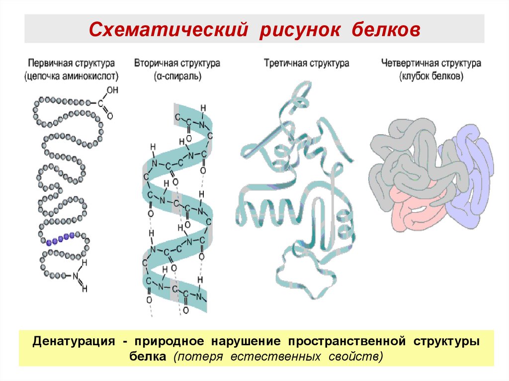 Функции белков рисунок