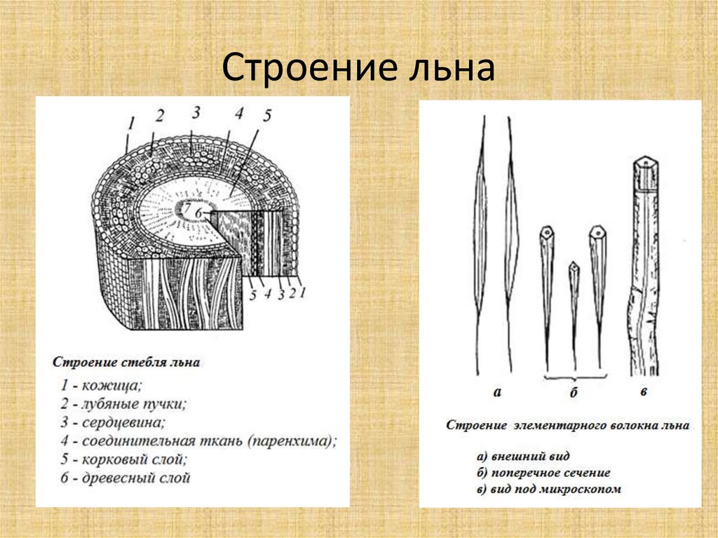 Лен. Строение, химический состав и свойства - презентация онлайн