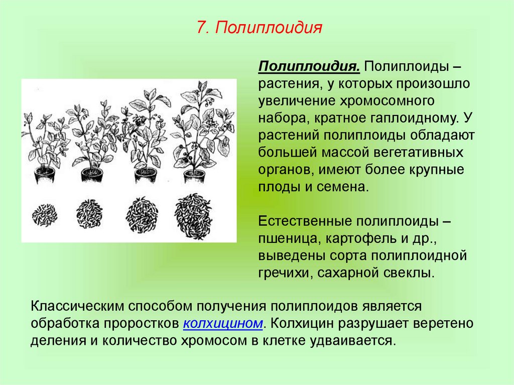Для каких организмов применялся метод полиплоидизации. Колхицин полиплоидия. Полиплоидия у растений. Полиплоидизация в селекции растений. Размножение полиплоидных растений.