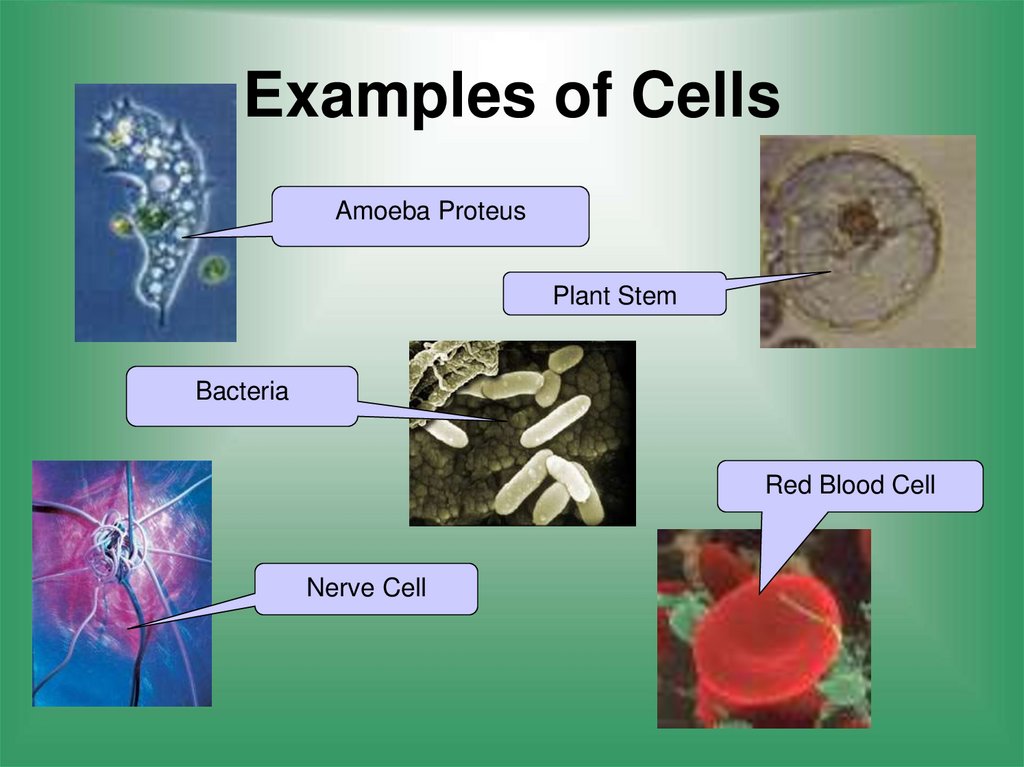 Examples of Cells