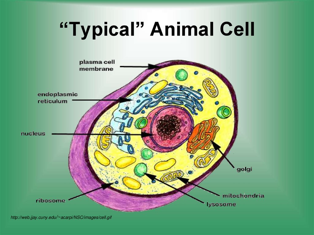 “Typical” Animal Cell