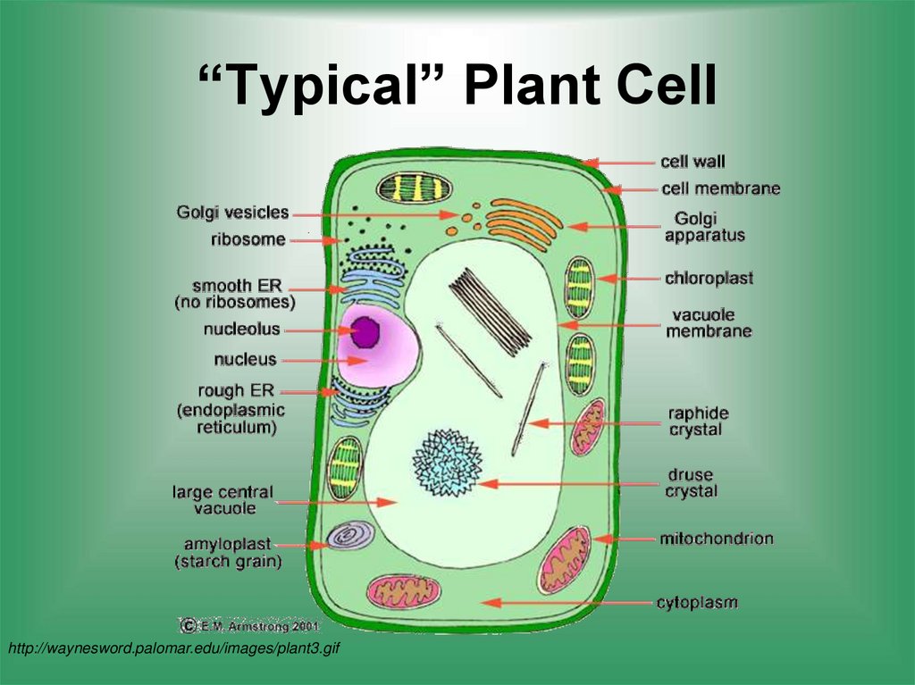 “Typical” Plant Cell