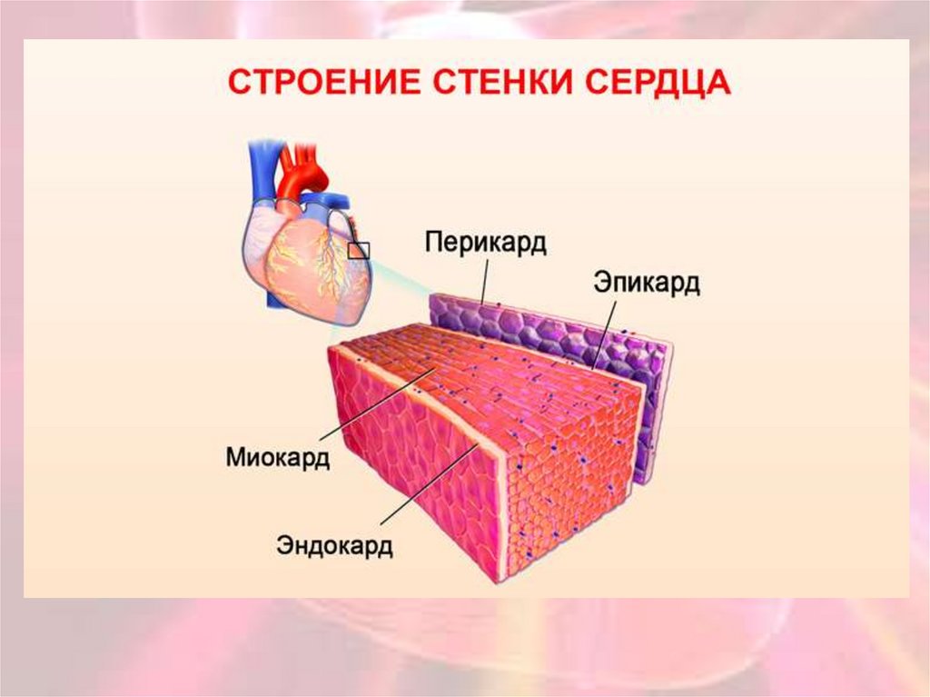 Сердечная стенка образована какой тканью. Перикард эпикард миокард эндокард. Строение стенки сердца (эндокард, миокард, перикард). Эндокард миокард перикард схема. Миокард перикард эндокард функции.