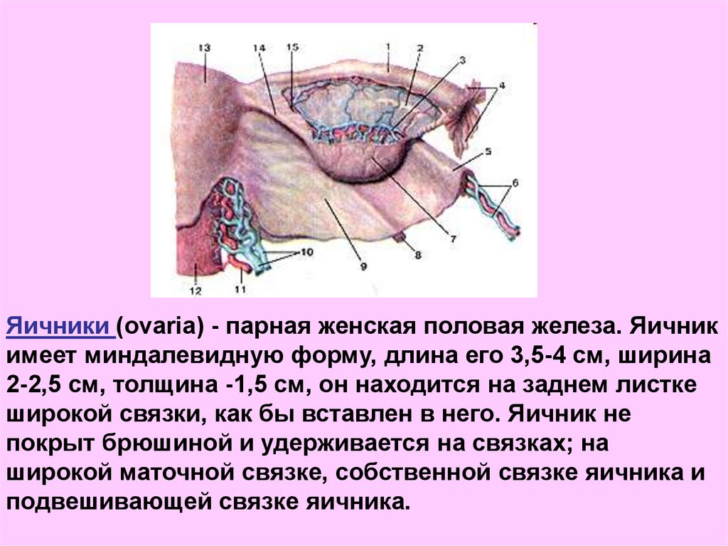 Как называют женскую железу. Женские половые железы яичники анатомия. Строение женской половой железы яичника. Яичник парная женская половая железа,. Женские половые железы топография.