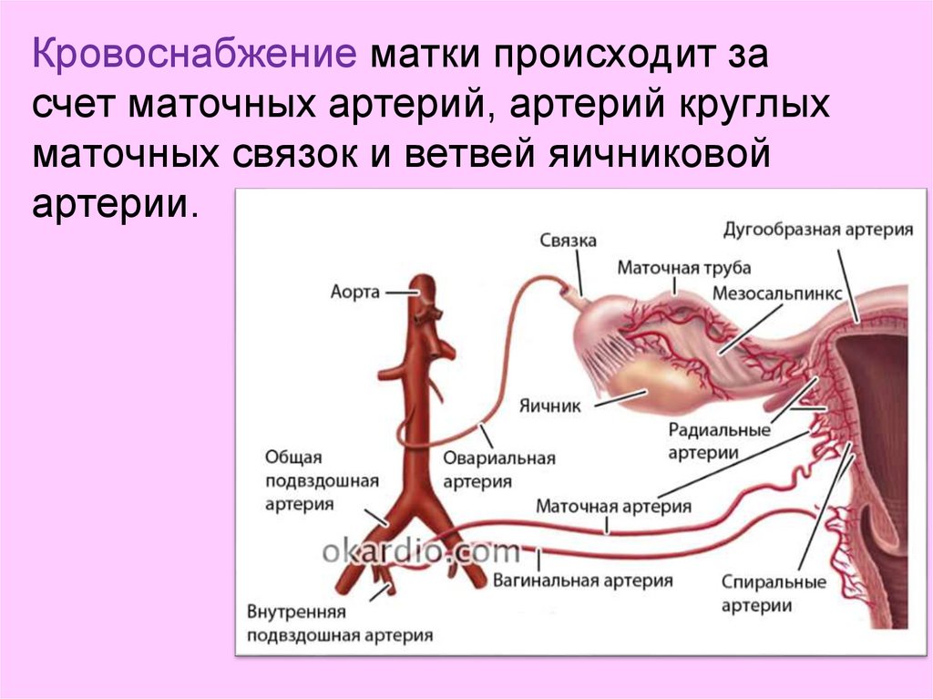 Сосуды матки анатомия. Кровоснабжение матки анатомия. Маточная артерия кровоснабжает. Артерия круглой связки матки.
